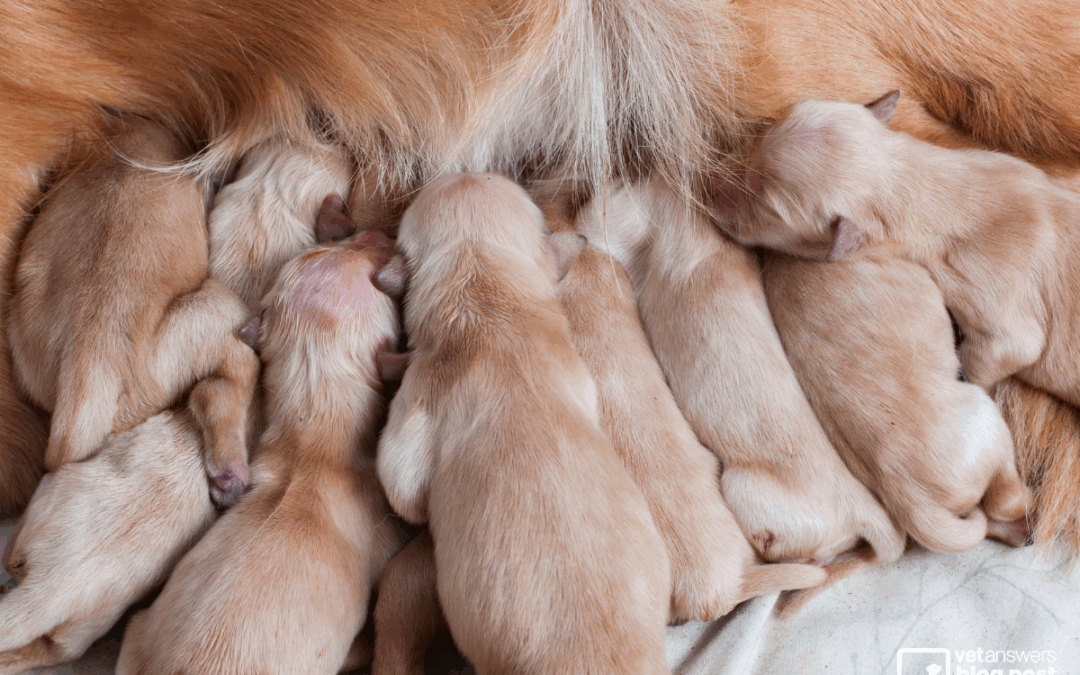 1 (Veterinary) thing to think about: Tell me a vet story!